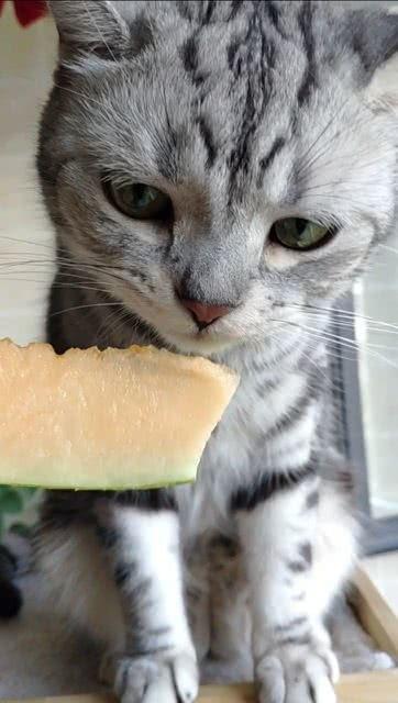 娱乐圈吃瓜猫是谁啊,揭秘神秘“吃瓜猫”的真实身份