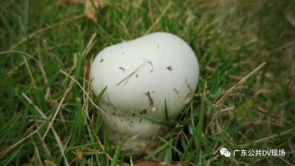 娱乐观察吃毒瓜,毒瓜事件背后的真相与反思