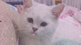 娱乐吃瓜酱讲小鱼,小鱼背后的故事与真相