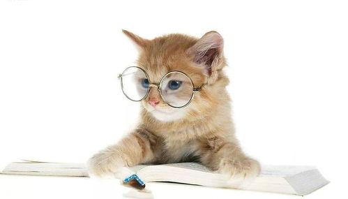 娱乐吃瓜酱猫抱枕,带你感受萌宠的魅力