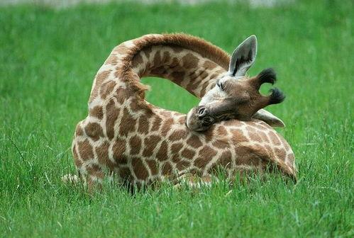 娱乐吃瓜君长颈鹿,娱乐吃瓜君的趣味解读