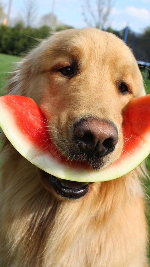 娱乐吃瓜酱千狗,揭秘娱乐圈背后的那些事儿