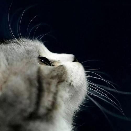 娱乐吃瓜君猫猫子,揭秘娱乐圈那些不为人知的幕后故事