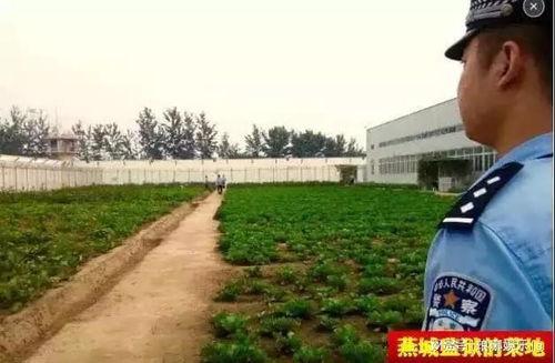 娱乐吃瓜酱燕城监狱,娱乐吃瓜酱揭秘狱中秘闻