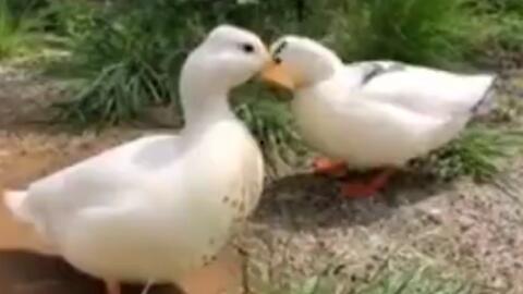 娱乐吃瓜鹅鸭视频,鹅鸭视频带你领略娱乐圈新鲜趣事