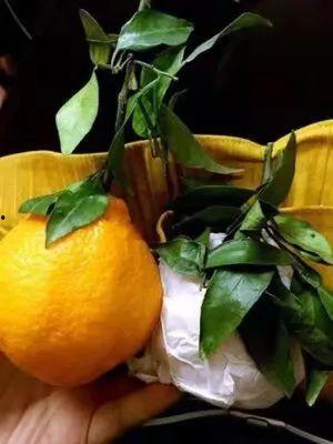 娱乐吃瓜酱四川眉山,眉山美食之旅