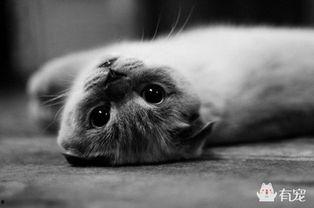 娱乐吃瓜君虐猫