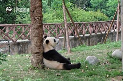 娱乐吃瓜熊猫视频,趣味视频背后的故事