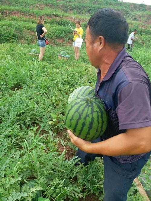 娱乐圈吃葡萄瓜,吃葡萄瓜背后的明星故事