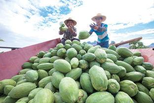 每日吃瓜大赛入口汇聚地,汇聚地揭秘，瓜界风云再起