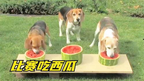 娱乐吃瓜酱小狗,揭秘娱乐圈那些不为人知的趣事